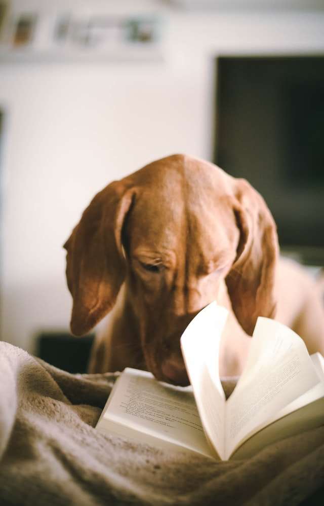 dog and book